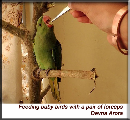 Devna Arora - Feeding baby bird with a pair of forceps